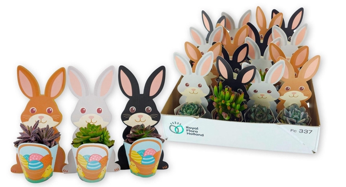 <h4>Arr. Pasen L%</h4>