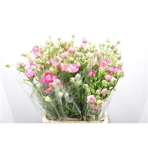 Ranunculus Moderna Dolce