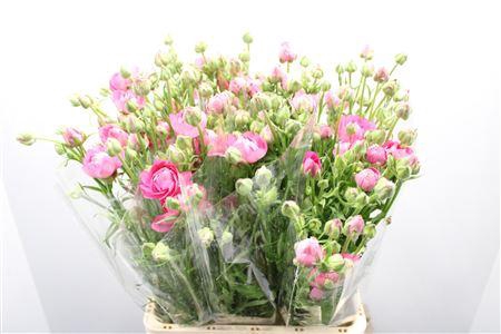 Ranunculus Moderna Dolce