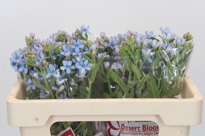 <h4>Oxypetalum Tweedia Blue</h4>