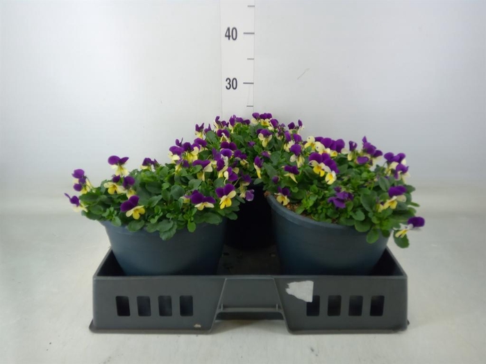 <h4>Viola corn. 'Sorbet Coconut Imp'</h4>