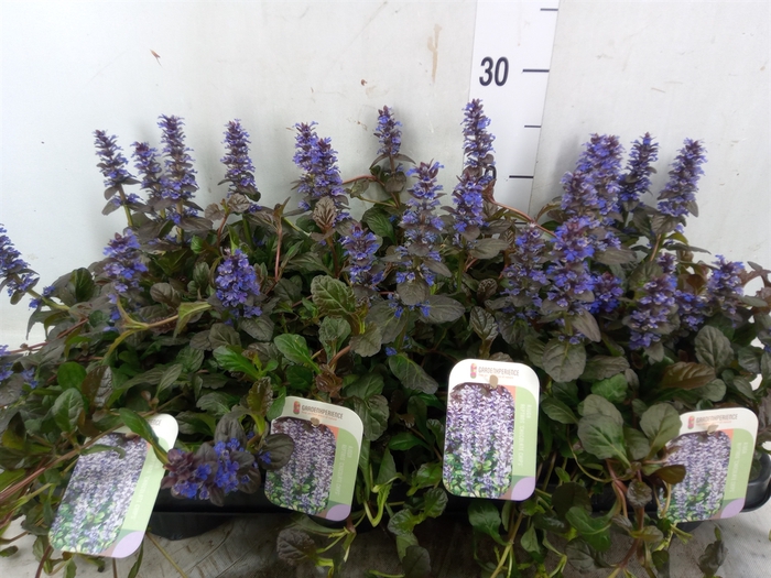 <h4>Ajuga reptans   ...</h4>