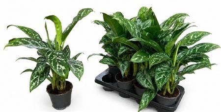 Ag Kl Green Lady