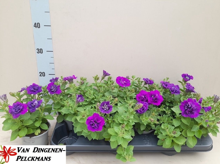 <h4>PET SW SUNS PROVENCE</h4>
