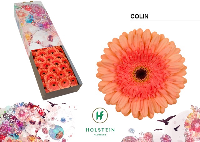 <h4>Gerbera Colin Doos</h4>