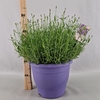 Lavandula angustifolia Essence Pur