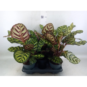 Calathea makoyana