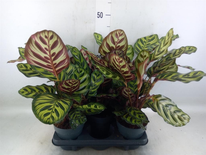 <h4>Calathea makoyana</h4>
