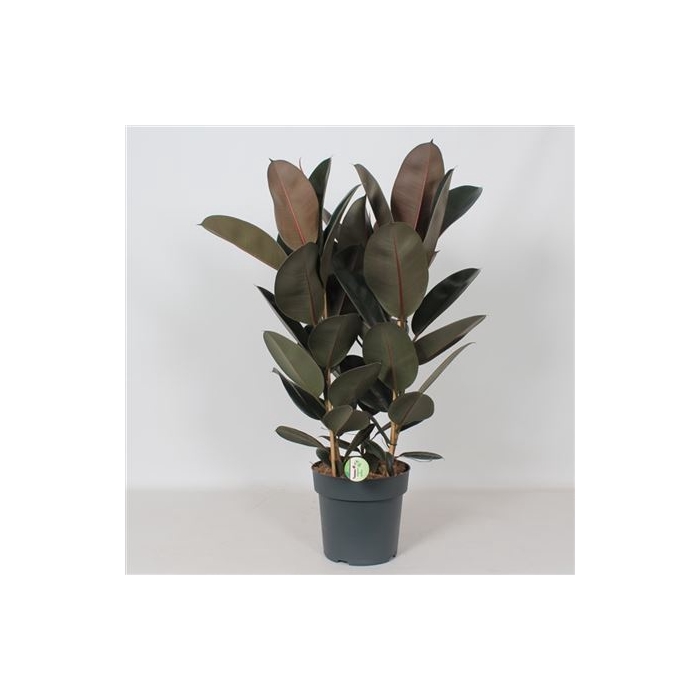 <h4>Ficus 'abidjan' 3pp</h4>