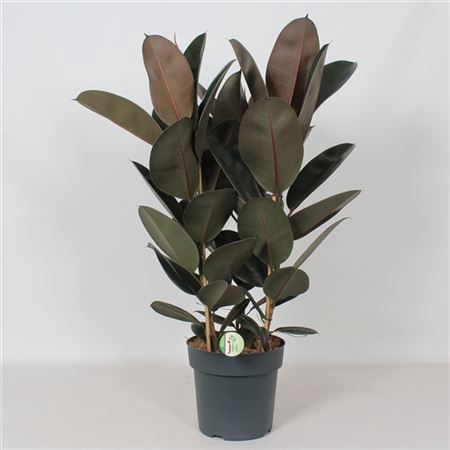 <h4>Ficus 'abidjan'</h4>