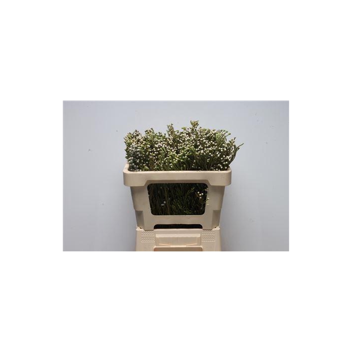 <h4>Kaaps Brunia Spray</h4>