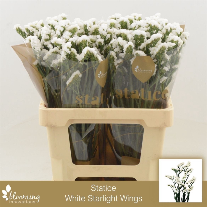 <h4>Statice White Starlight Wings</h4>