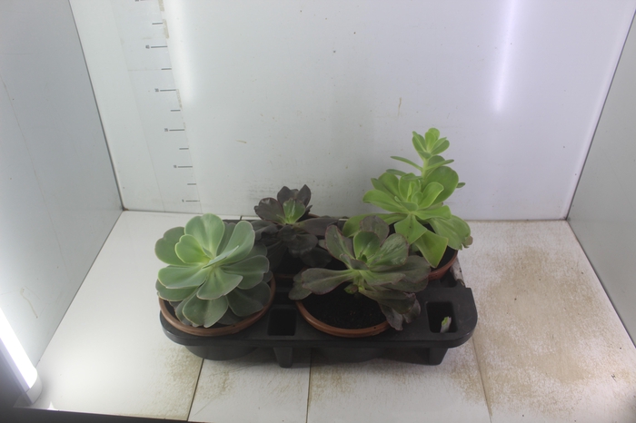 <h4>ECHEVERIA C21 VARIADO GIGANTES</h4>