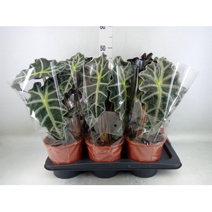 Alocasia amazonica 'Polly'