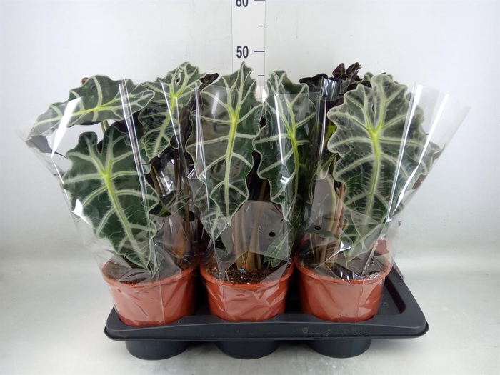 <h4>Alocasia amazonica 'Polly'</h4>