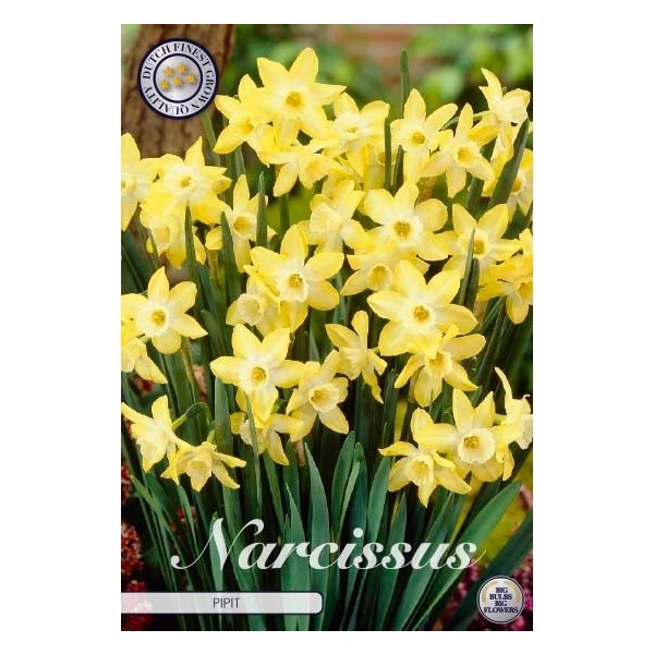 <h4>Narcissus Jonquilla Pipit x7 12/+</h4>