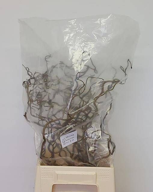 <h4>CORYL AV CONTORTA 50 CM = 14 =</h4>