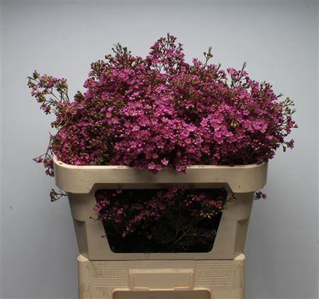 <h4>Chamelauc Ariel</h4>