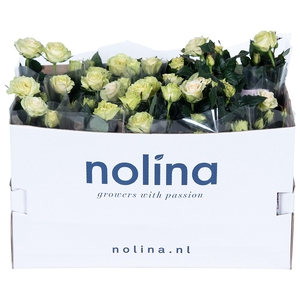 Nolina Roses Ø 13 cm White in box st. 2-3