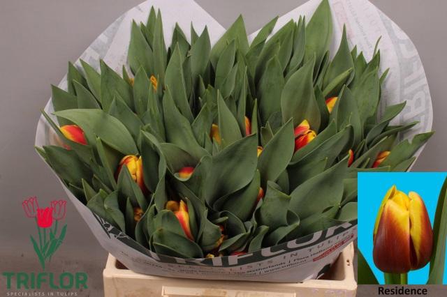 <h4>TU EN RESIDENCE</h4>