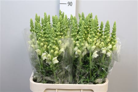 <h4>Antirrhinum majus 'Poto Ivory'</h4>
