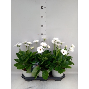 Gerbera  'Garvinea Sweet Frosting'