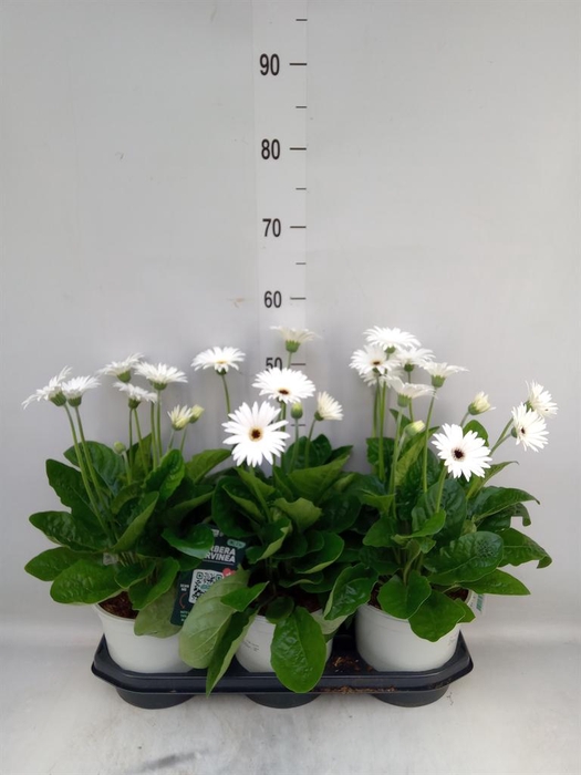 <h4>Gerbera  'Garvinea Sweet Frosting'</h4>