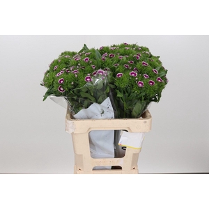 Dianthus Br Aldo Procida