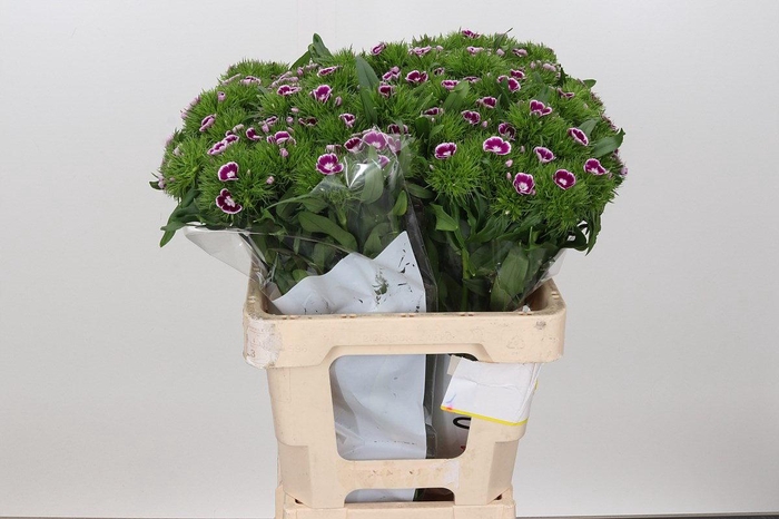 <h4>Dianthus Br Aldo Procida</h4>