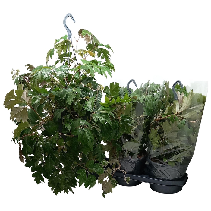 Cissus Rh Ellen Dan
