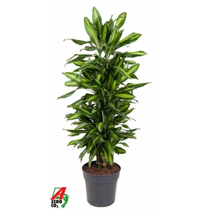 Dracaena Cintho