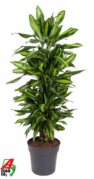 Dracaena Cintho