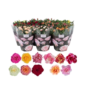 Nolina Roses Ø 23 cm Mix