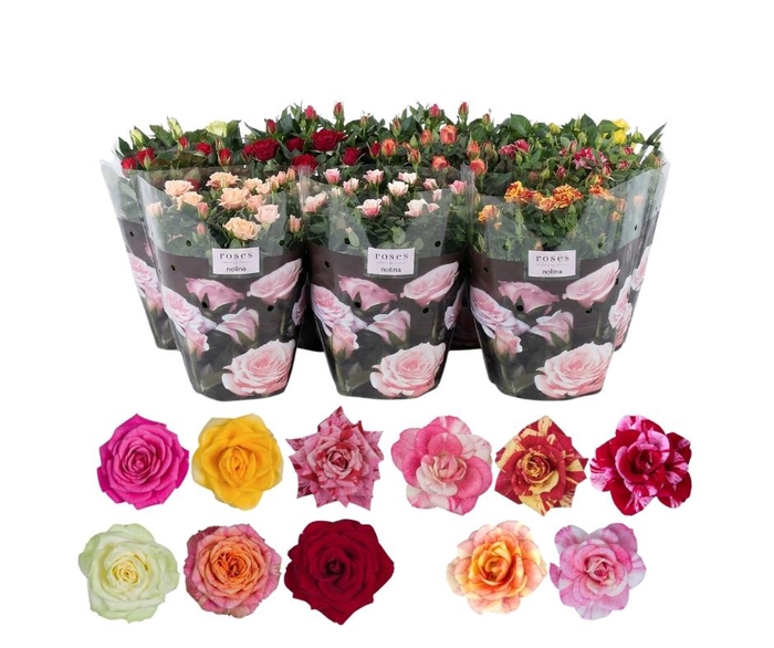 <h4>Nolina Roses Ø 23 cm Mix</h4>
