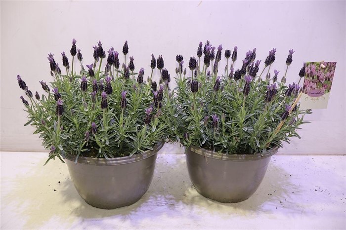 <h4>Lavan S Toscane</h4>