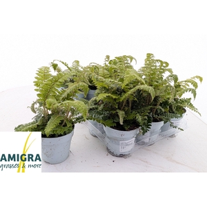 POLYSTIC POLYBLEPHAR