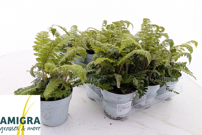 <h4>POLYSTIC POLYBLEPHAR</h4>