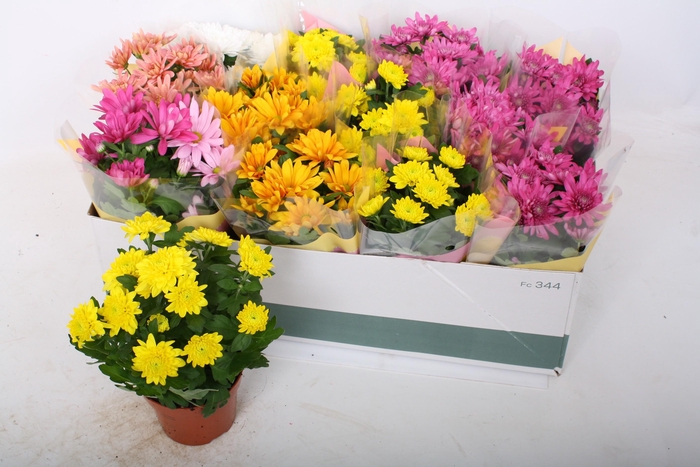 <h4>CHRYS GEM 6 KL</h4>