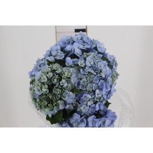 HORTENSIA 050 CM AZUL