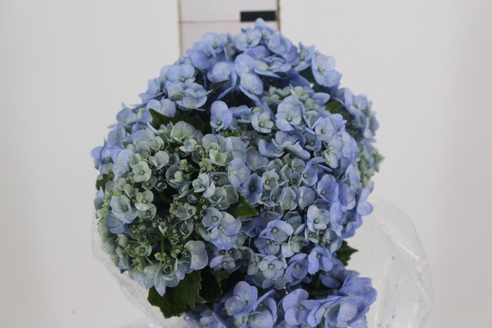 <h4>HORTENSIA 050 CM AZUL</h4>