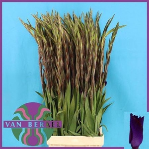 Gladiolus grootbloemig 'Chemistry'