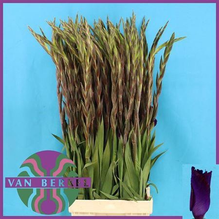 <h4>Gladiolus grootbloemig 'Chemistry'</h4>