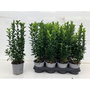 EUONYMUS JA GR SPIRE