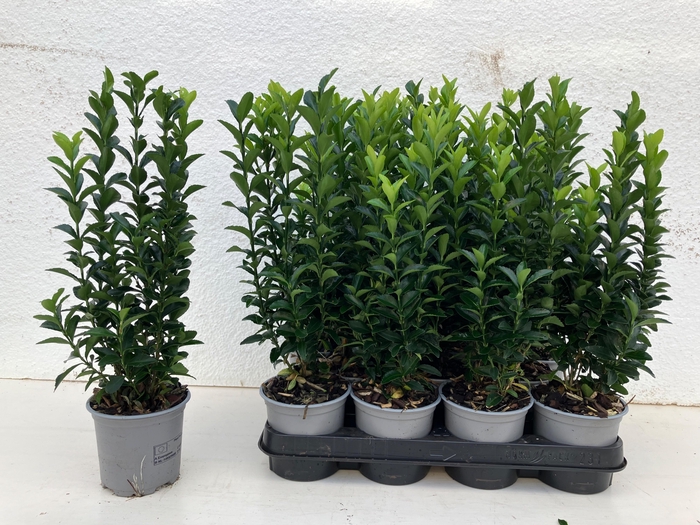 <h4>EUONYMUS JA GR SPIRE</h4>