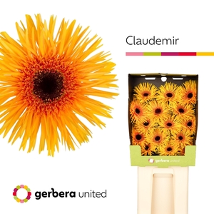 Gerbera Spider Claudemir Diamond