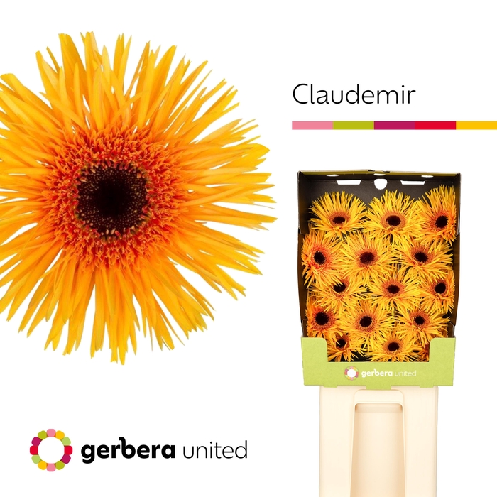 <h4>Gerbera Spider Claudemir Diamond</h4>
