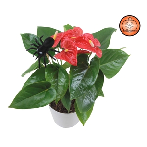 Anthurium XL.9 Jambo Red 14cm met spin bijsteker