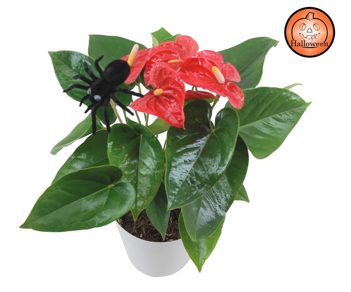 <h4>Anthurium XL.9 Jambo Red 14cm met spin bijsteker</h4>
