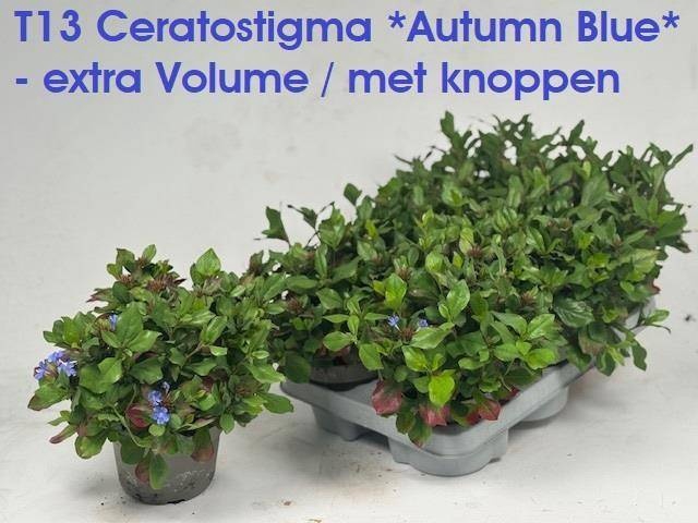 <h4>CERATOS PLUMBAGINOID</h4>