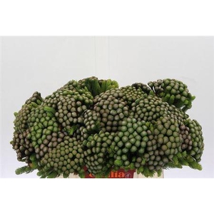 Kaaps Groen Albiflora